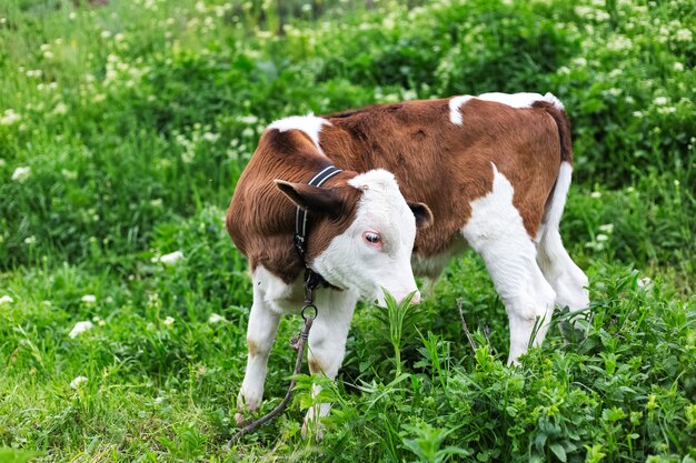 Cute calf lying in green grass of meadow.