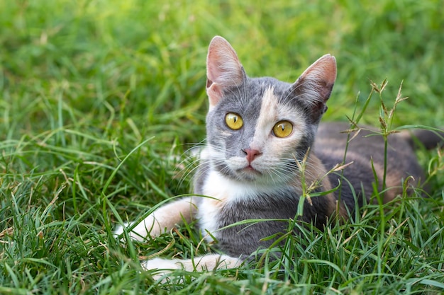 Cute calico cat in garden