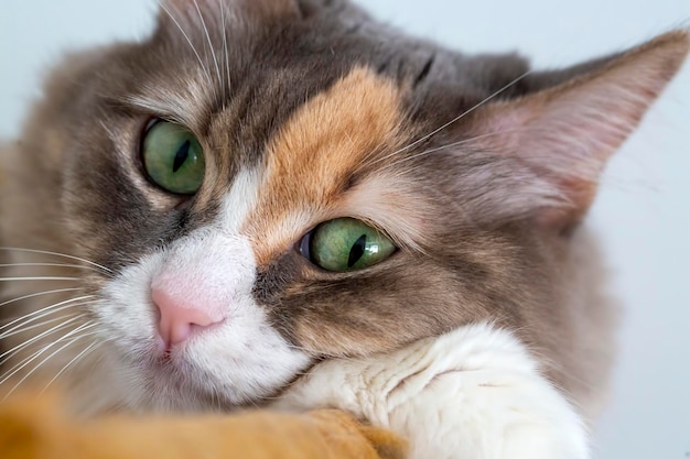 Cute calico cat; pet animal.