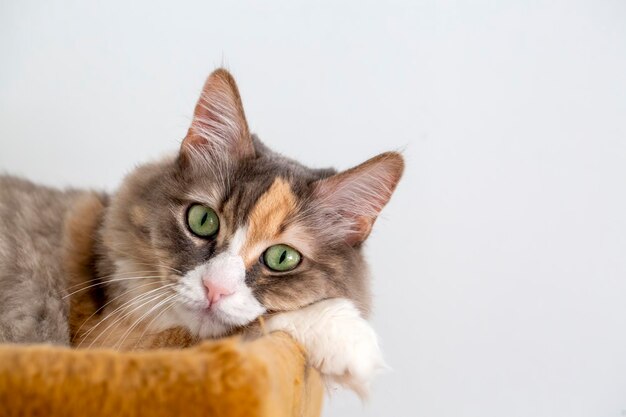 Cute calico cat; pet animal.