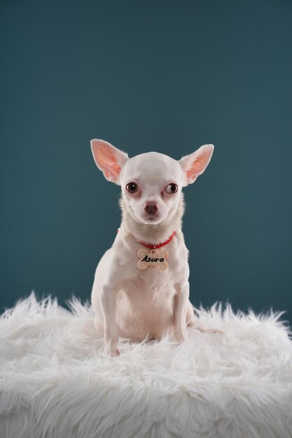 写真 可愛い犬の魅力 可愛い犬の写真