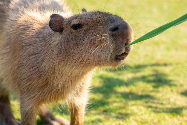 The cute capybara in the farm is eating