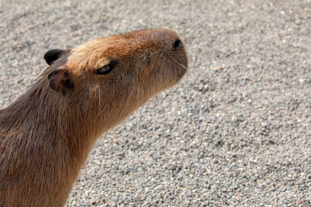 農場のかわいいカピバラが食べています