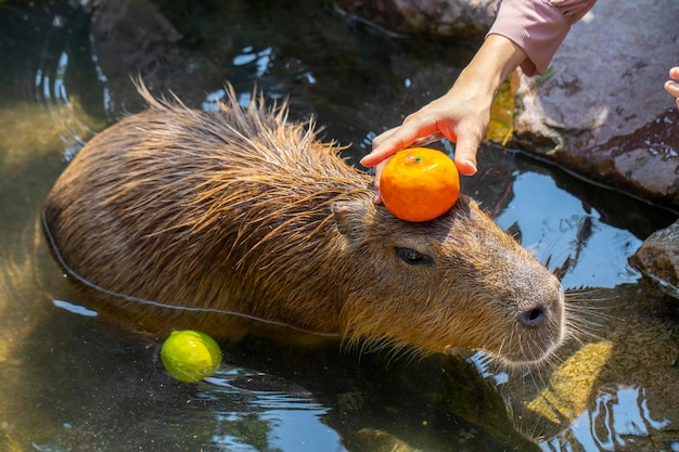 農場のかわいいカピバラがお風呂に入っています