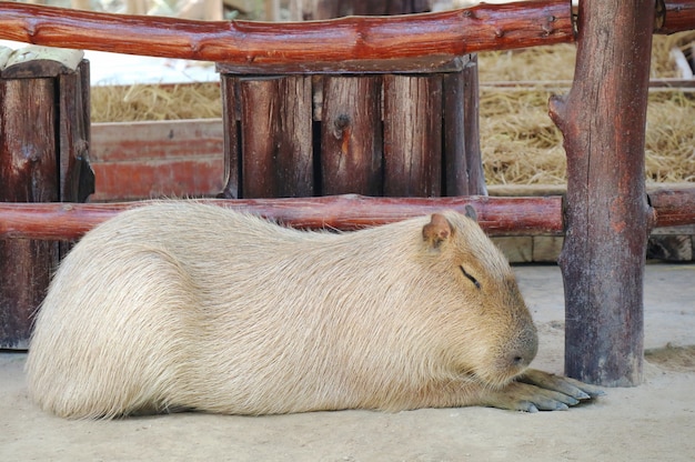 Cute capybara lying in the farm. Animal concept.