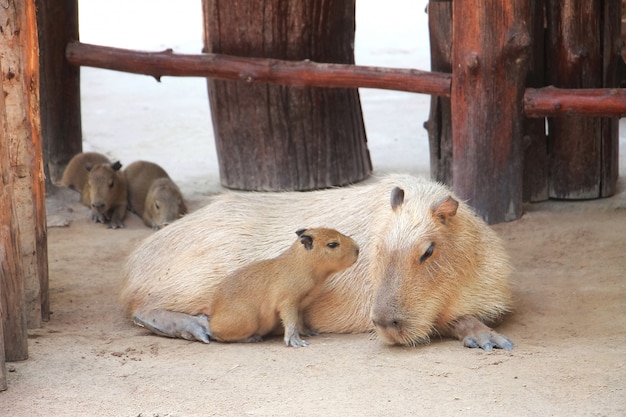 아기와 함께 농장에 누워 귀여운 capybara. 동물과 어머니의 날 개념.