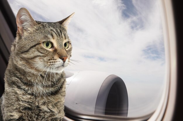 Милый кот в самолете, путешествующий с домашним животным