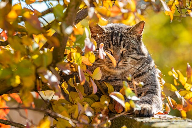 Cute Cat amongst autumn leaves in a sunny day