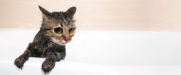 Милый кот в ванне после душа