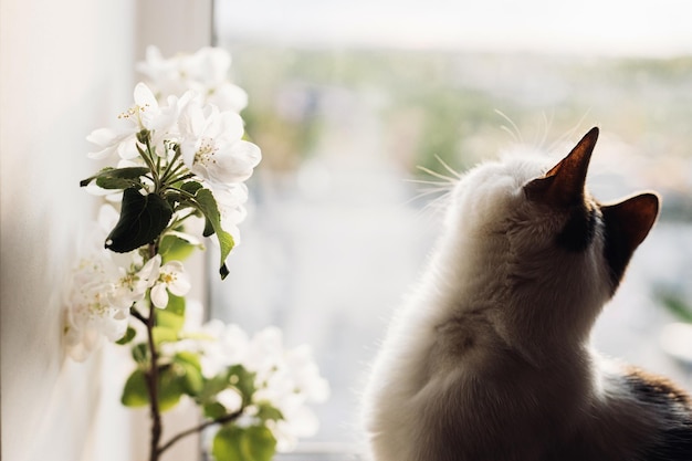 窓際の暖かい日差しの中でかわいい猫と咲くりんごの枝 愛らしい大気の瞬間 日差しの中で子猫と繊細な花 ペットと春 シンプルな田舎暮らし