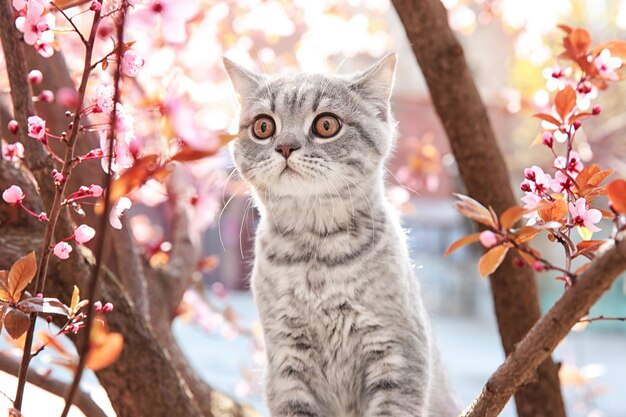 Gatto sveglio sull'albero sbocciante all'aperto