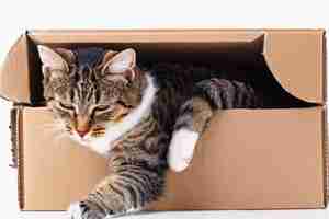 Photo cute cat in cardboard box