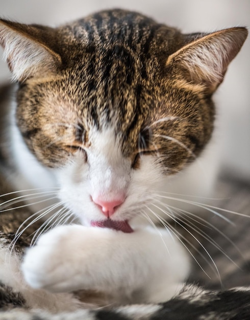 Cute cat cleaning itself