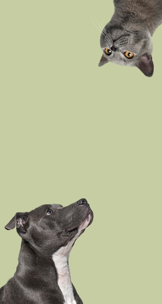 Foto simpatico gatto e cane che guardano il centro di un banner web verticale con un posto vuoto per il banner web di testo