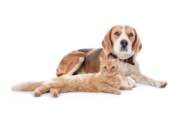 Foto simpatico gatto e cane su sfondo bianco soffici amici