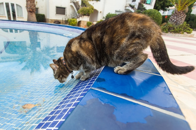 Cute cat drinking water from swimming pool