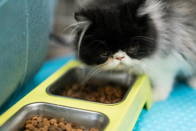 写真 家の床で食べる可愛い猫 ペットコンセプト