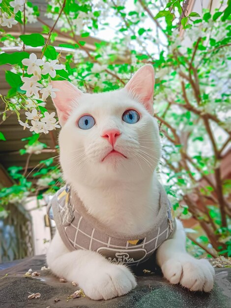 写真 可愛い猫が自宅で楽しんでいます