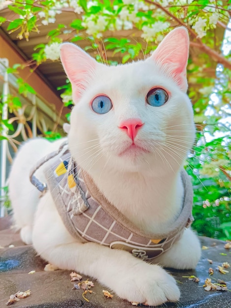 Cute cat enjoying himself at home