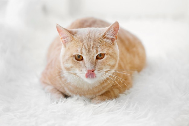 ふわふわのカーペットの上のかわいい猫