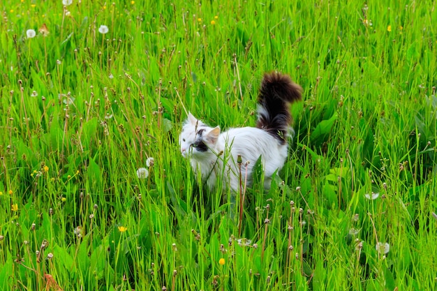Foto simpatico gatto in erba verde su un prato