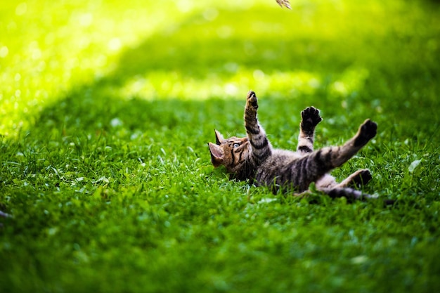 Photo cute cat on green grass