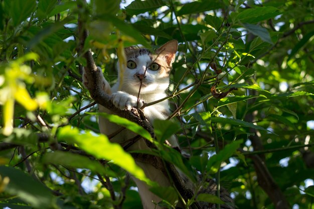 Cute cat hide in the tree