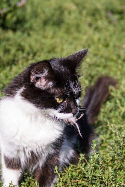 Il simpatico cacciatore di gatti ha catturato un topo e lo tiene tra i denti all'aperto