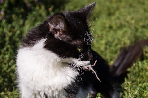 Cute cat hunter caught a mouse and holds in teeth outdoor