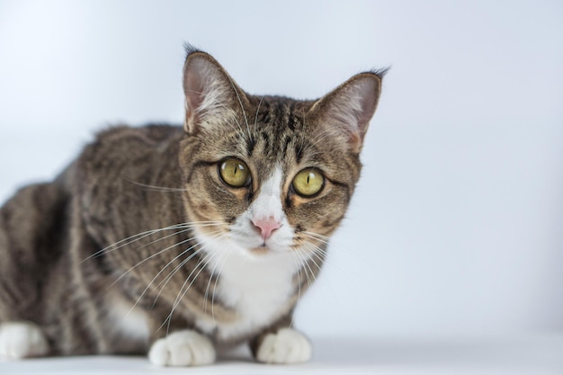 Foto una bella immagine di gatto su uno sfondo bianco