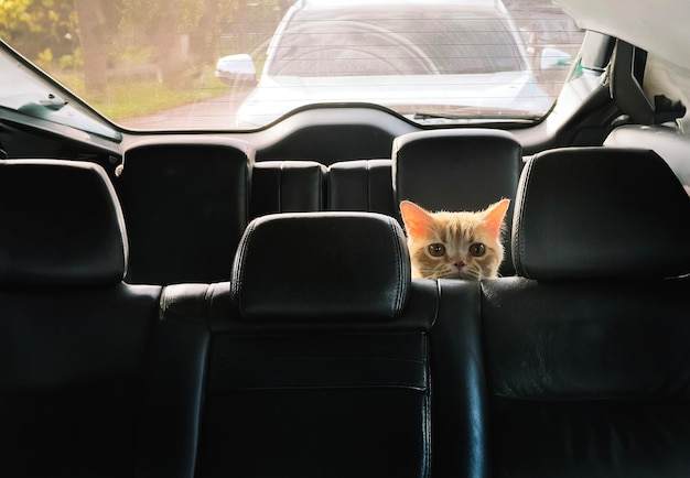 Photo cute cat is a car passenger who sneaks into the back seat