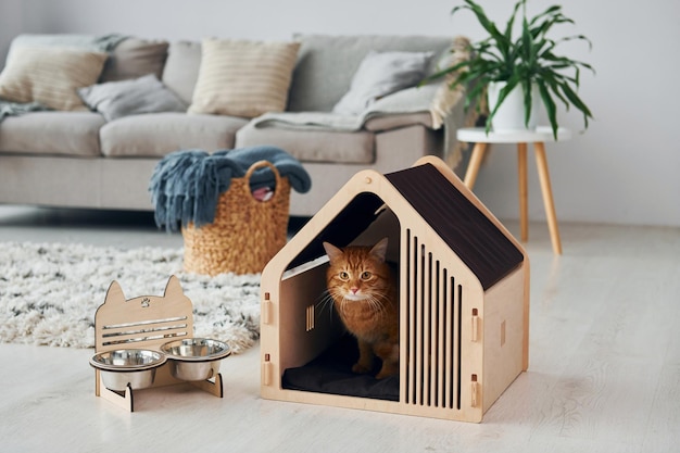 Cute cat is in pet booth that indoors in the modern domestic room