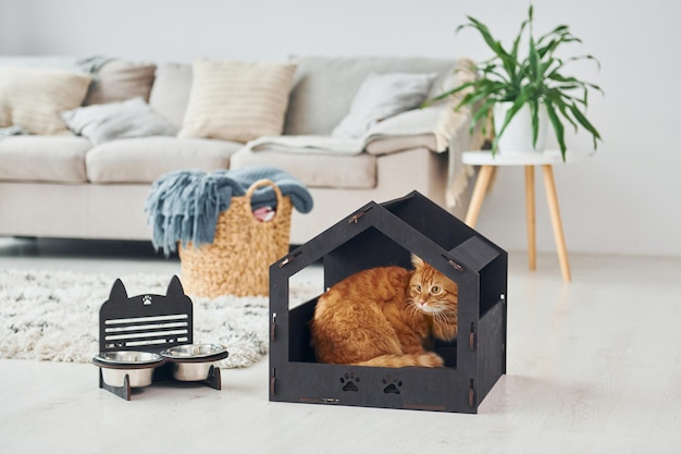 Photo cute cat is in pet booth that indoors in the modern domestic room