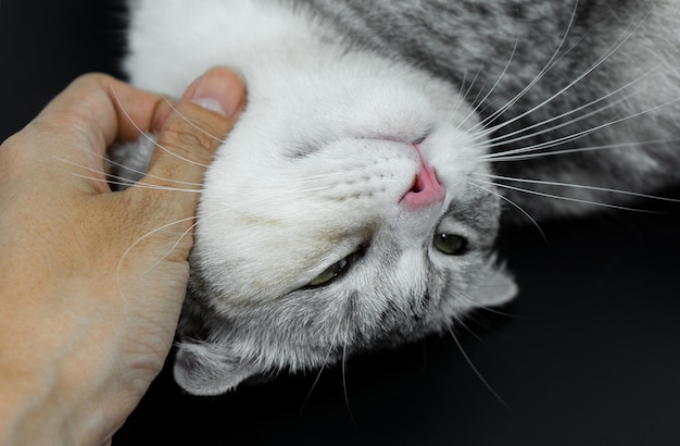 かわいい猫が手を引っ掻くために眠っています