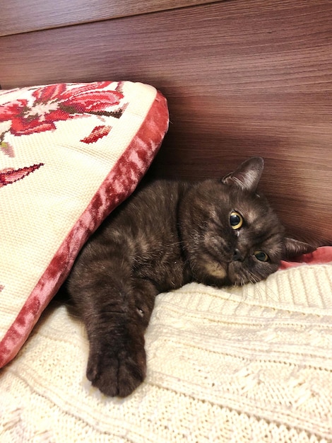Photo cute cat laying on bed under the pillow