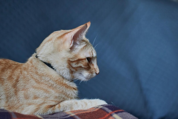 A cute cat laying down on a sofa