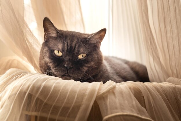 Cute cat laying down on windowsill wrapping in tulle curtains