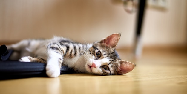 Cute cat laying on the floor and looking towards camera