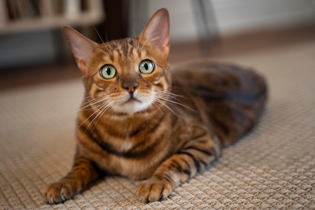 写真 床に横たわっているかわいい猫