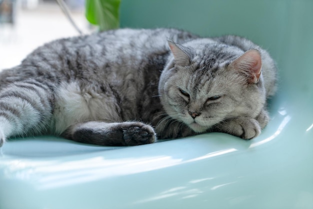 Cute cat laying on sofa at home