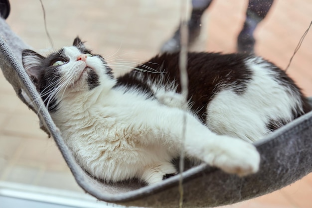 벽 유리 장착 침대에 누워 귀여운 고양이