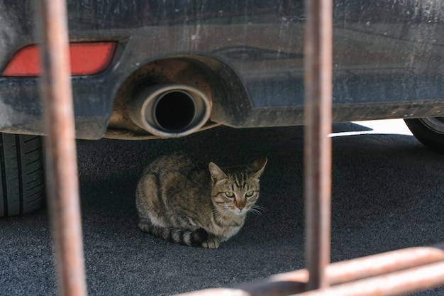 Cute cat lies under car beside silencer.