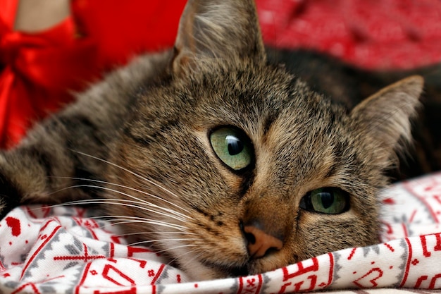 A cute cat lies and looks away against a red holiday background The concept of holiday of Christmas