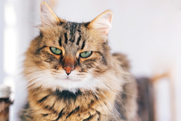 Cute cat looking angry with green eyes sitting on table. Maine c - Stock  Image - Everypixel