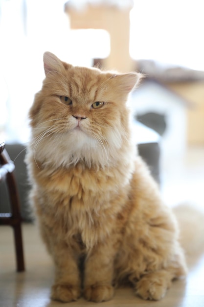 Gatto carino che sembra rilassarsi