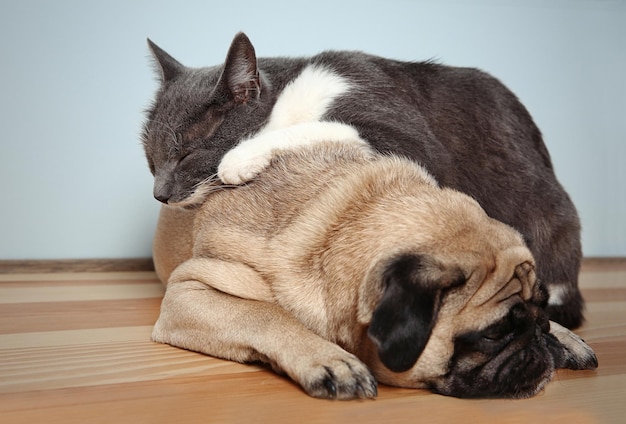 家で愛らしいパグに横たわっているかわいい猫