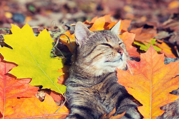 色とりどりの落ち葉の秋の公園に横たわっているかわいい猫