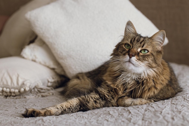 Cute cat lying on bed in stylish modern room Pet and cozy home Portrait of adorable serious tabby cat relaxing on blanket and pillows Mixed breed Maine Coon