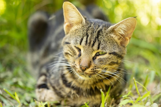 Foto un gatto carino sdraiato sull'erba verde