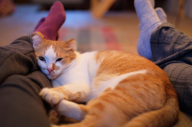 Cute cat lying between man and woman legs